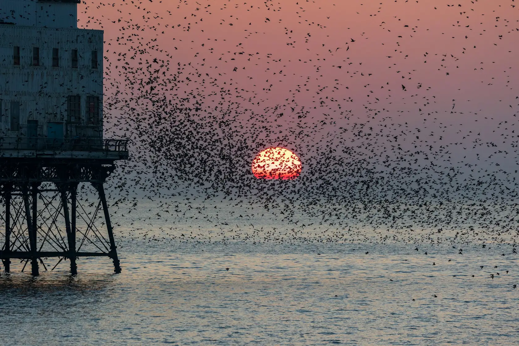 Thousands of starlings flying in perfect sync over the sea — like a video meeting where every guest speaks their own language